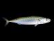 Fish Oil For Insomnia Treatment